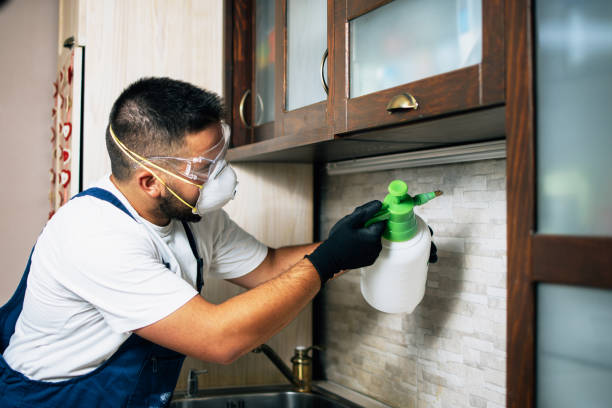 Best Wasp Removal Services  in Harvey, IL