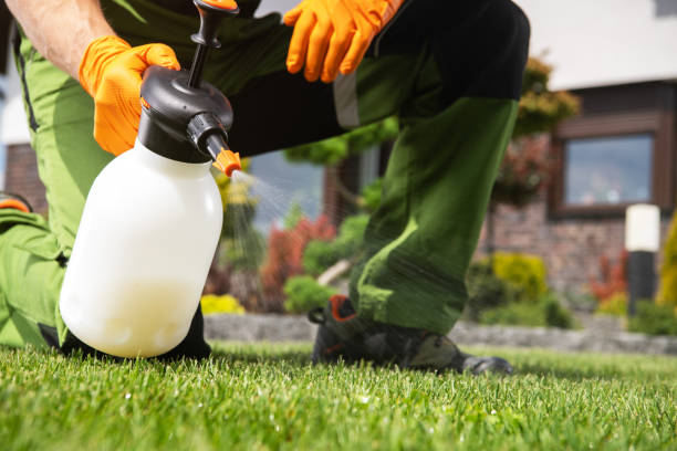 Best Local Pest Control Services  in Harvey, IL