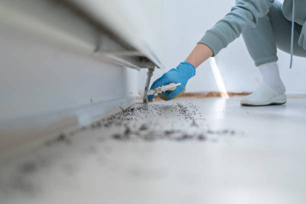 Best Pest Control Treatment  in Harvey, IL